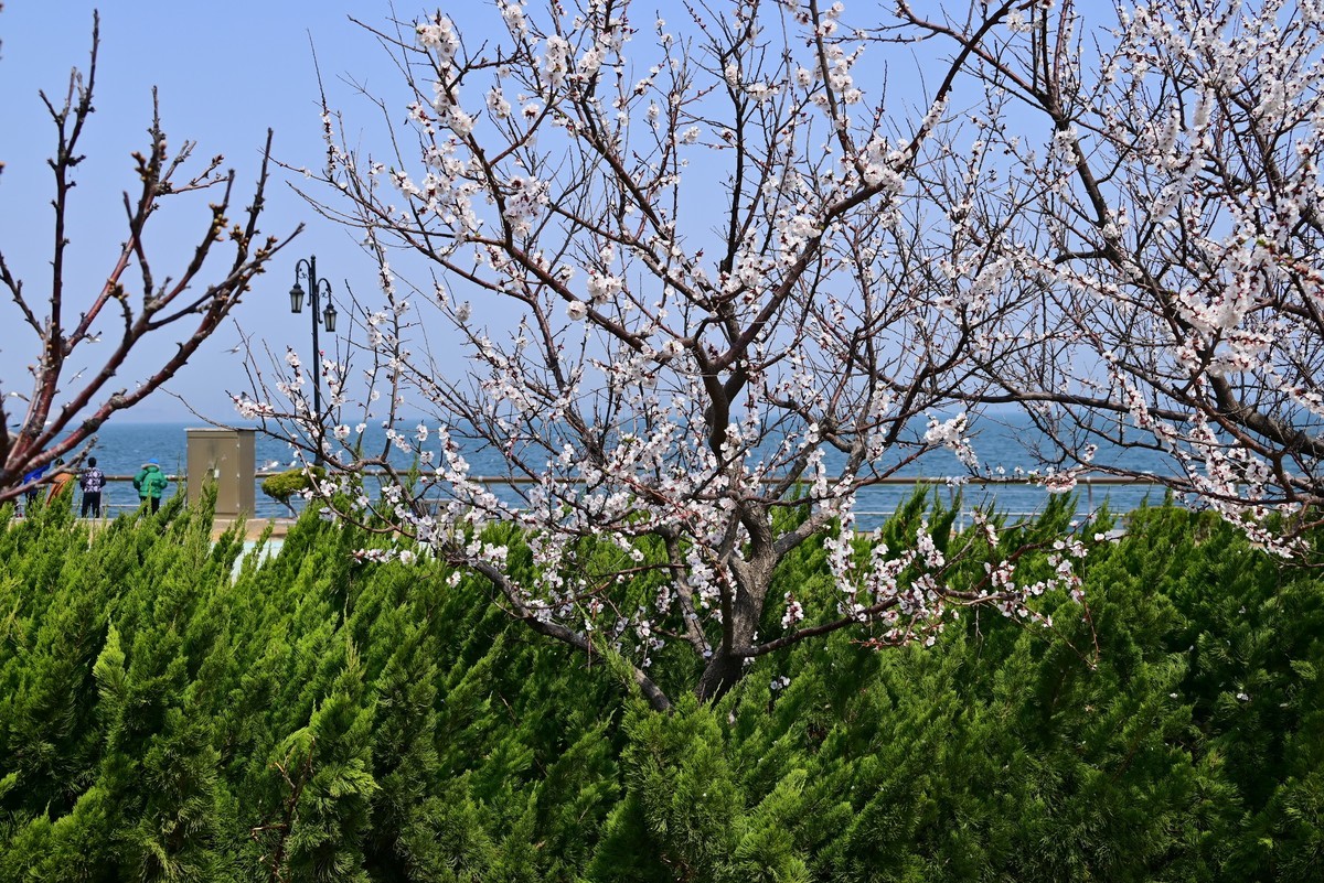 春风拂面桃花绽放