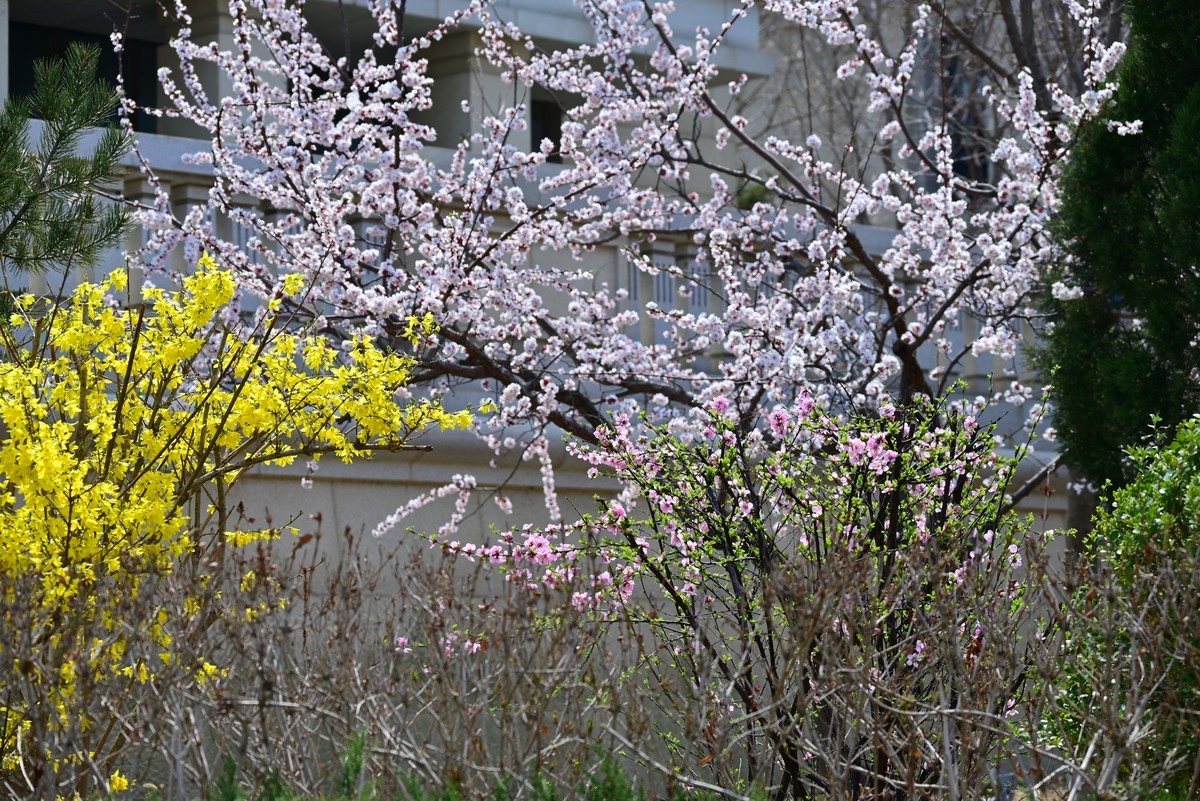 春风拂面桃花绽放