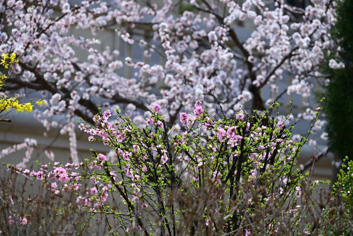 春风拂面桃花绽放