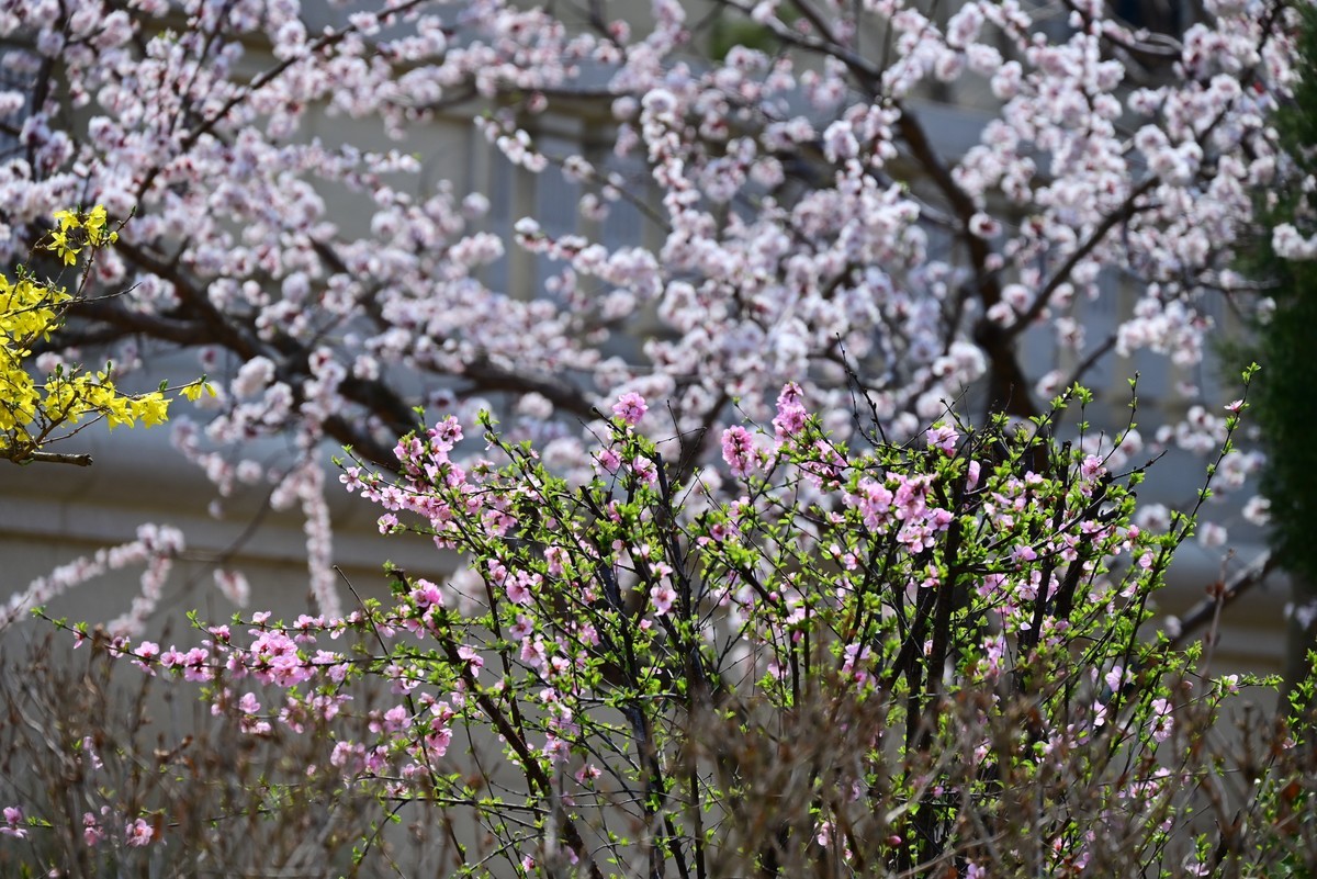 春风拂面桃花绽放