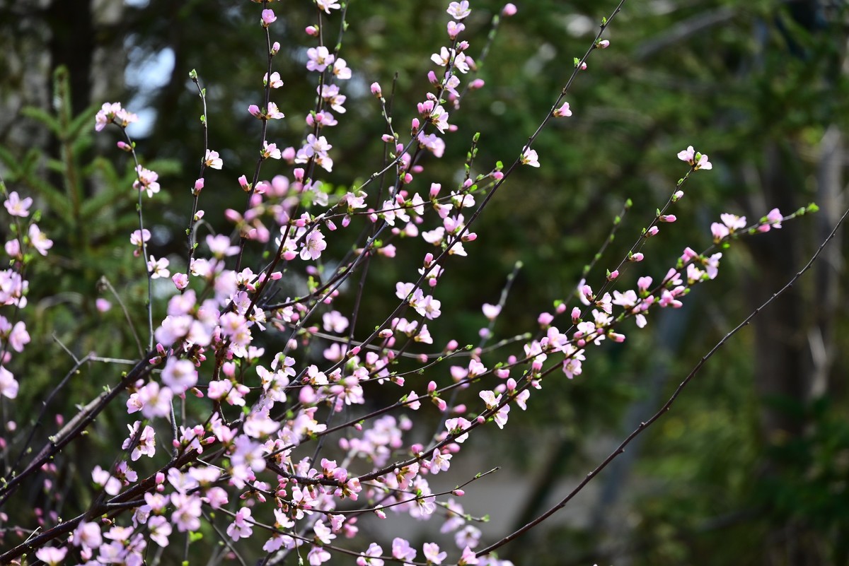 春风拂面桃花绽放