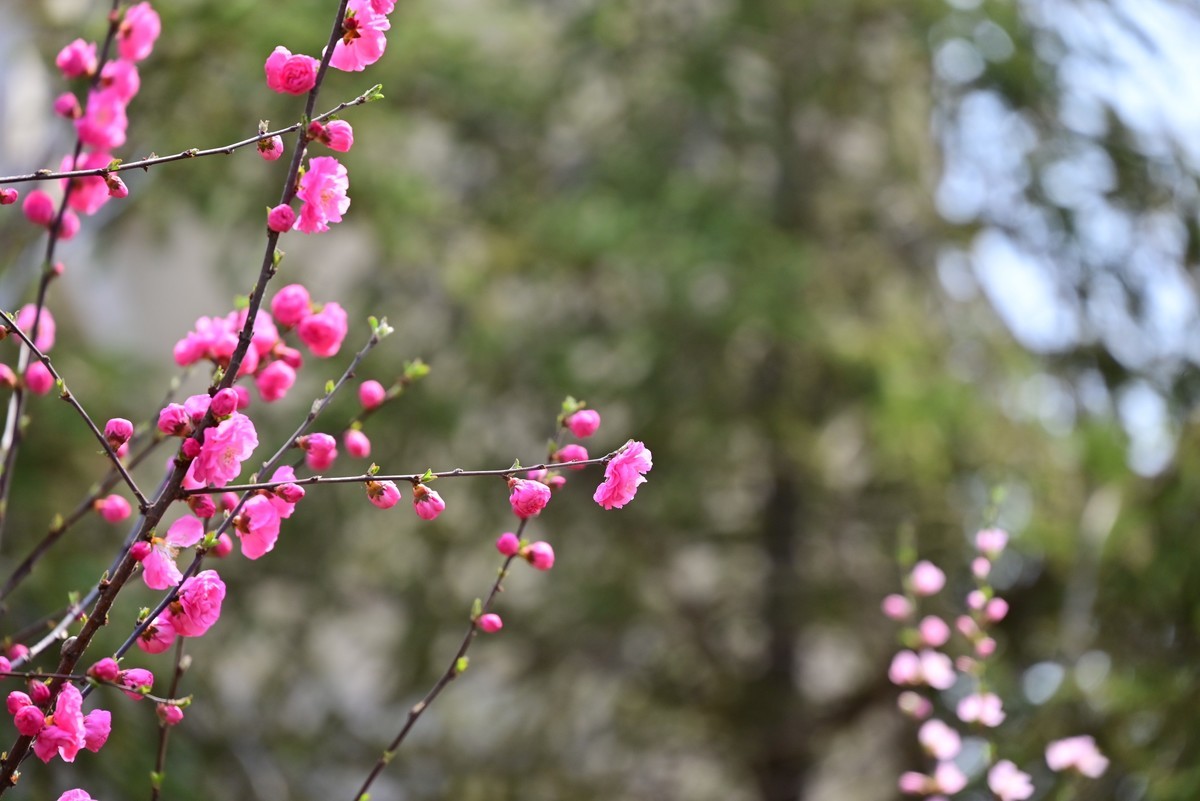 春风拂面桃花绽放