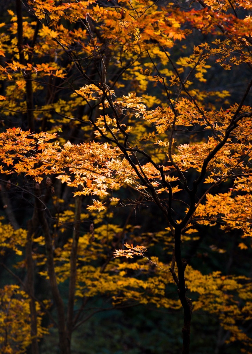 外出随拍（续288）.