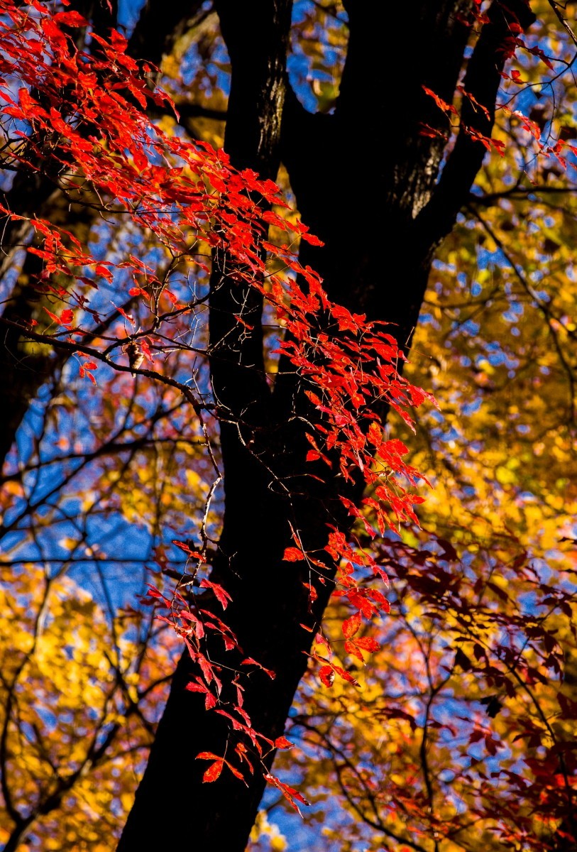 外出随拍（续288）.