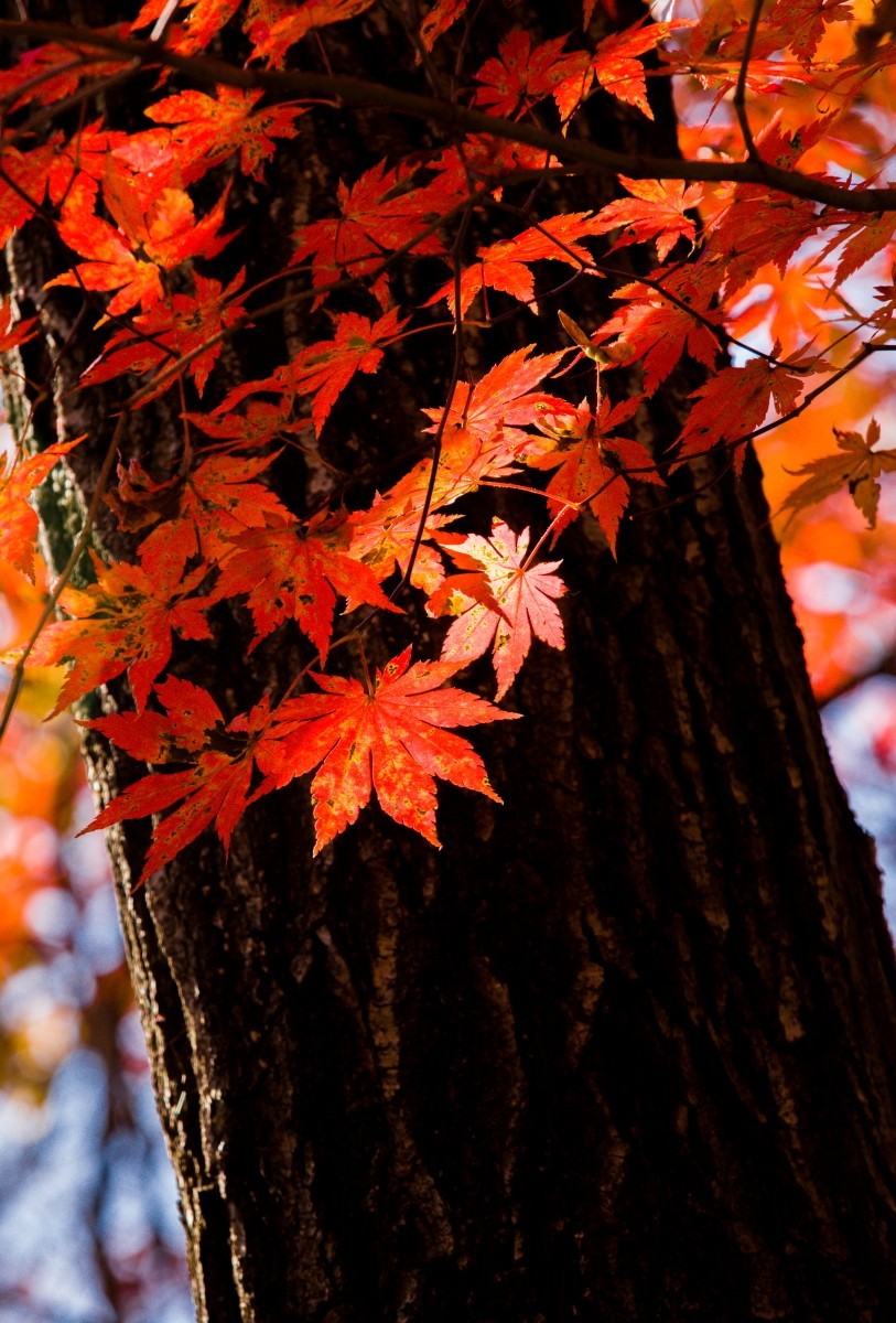 外出随拍（续288）.