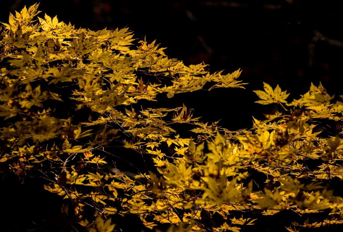 外出随拍（续287）.