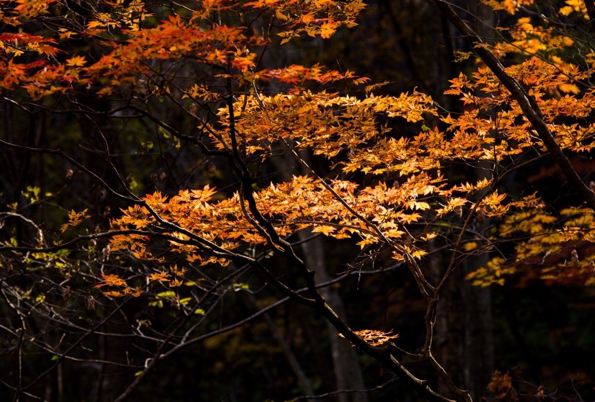 外出随拍（续287）.