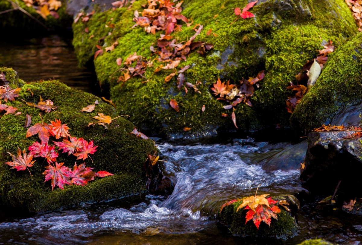 外出随拍（续287）.