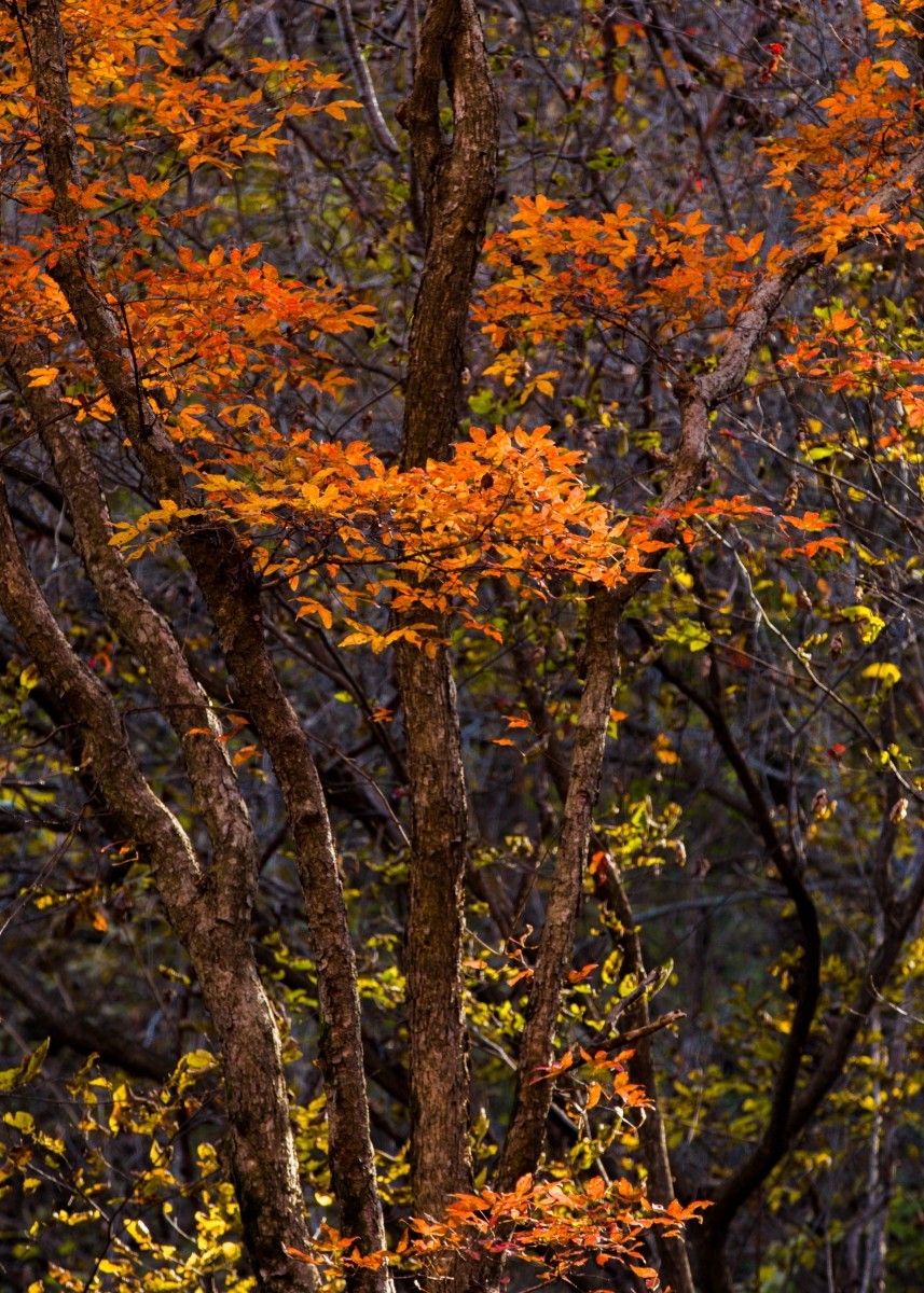 外出随拍（续287）.