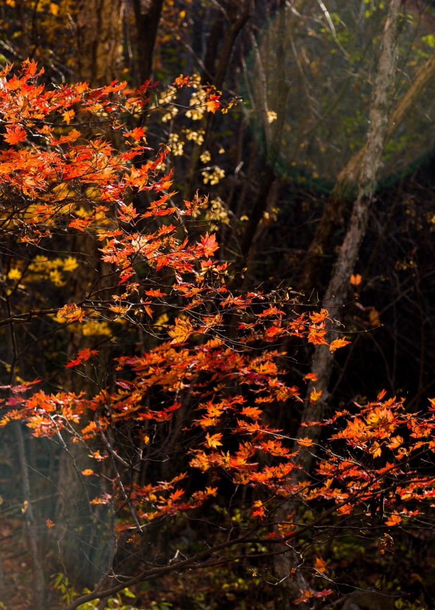 外出随拍（续287）.