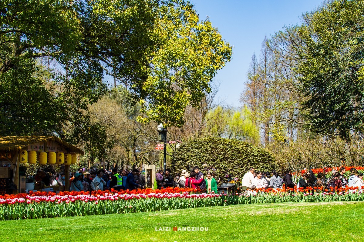 太子湾盛开的郁金香