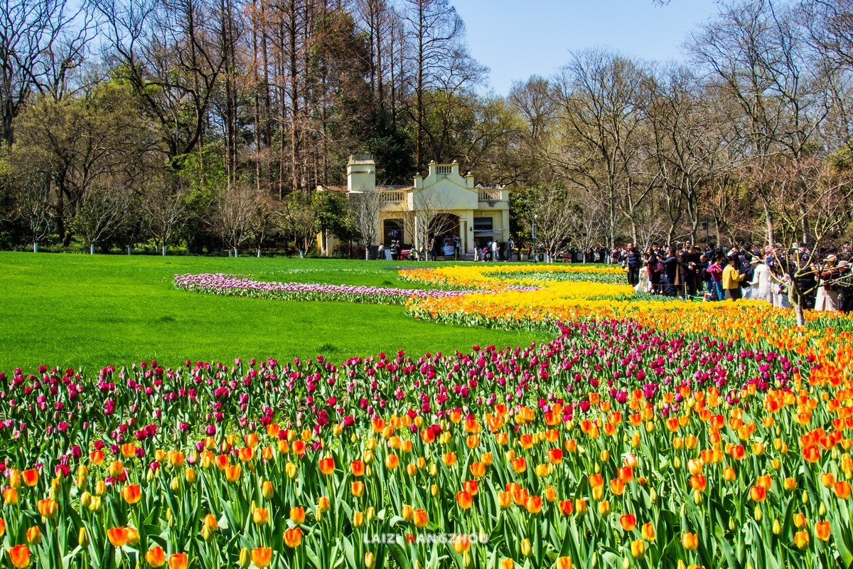 太子湾盛开的郁金香