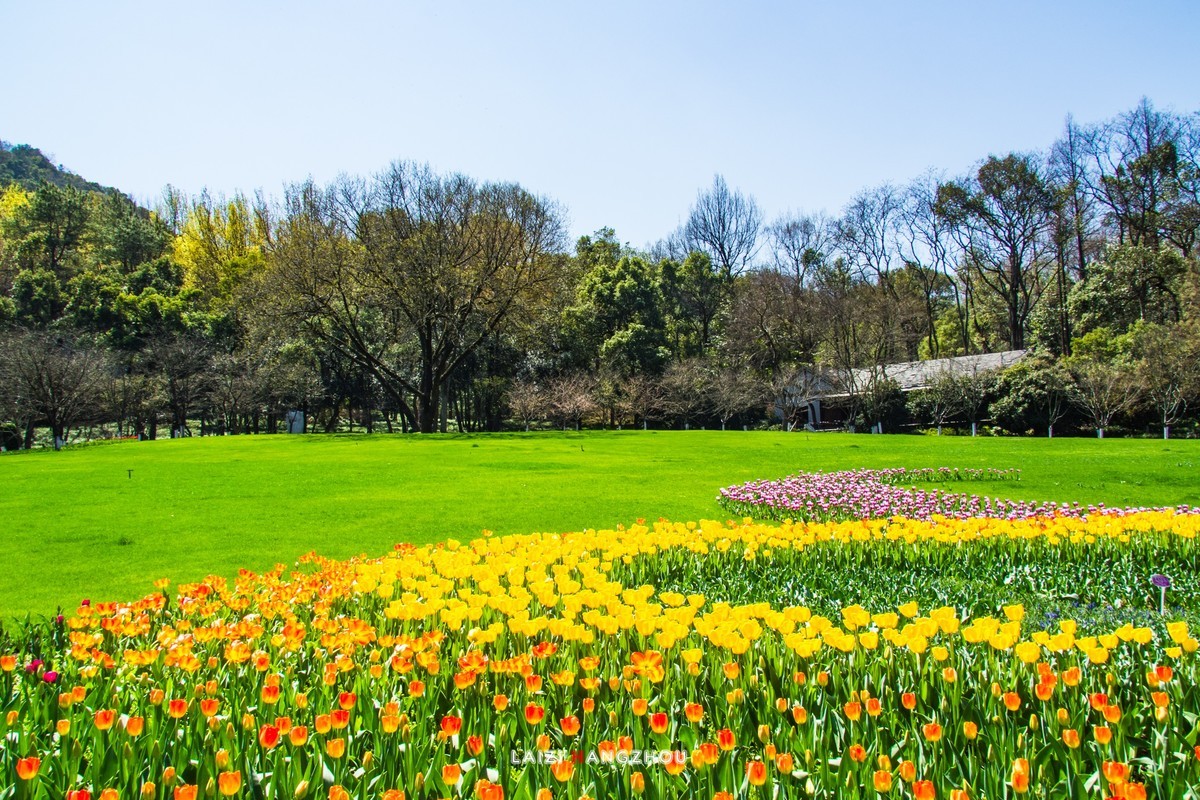 太子湾盛开的郁金香