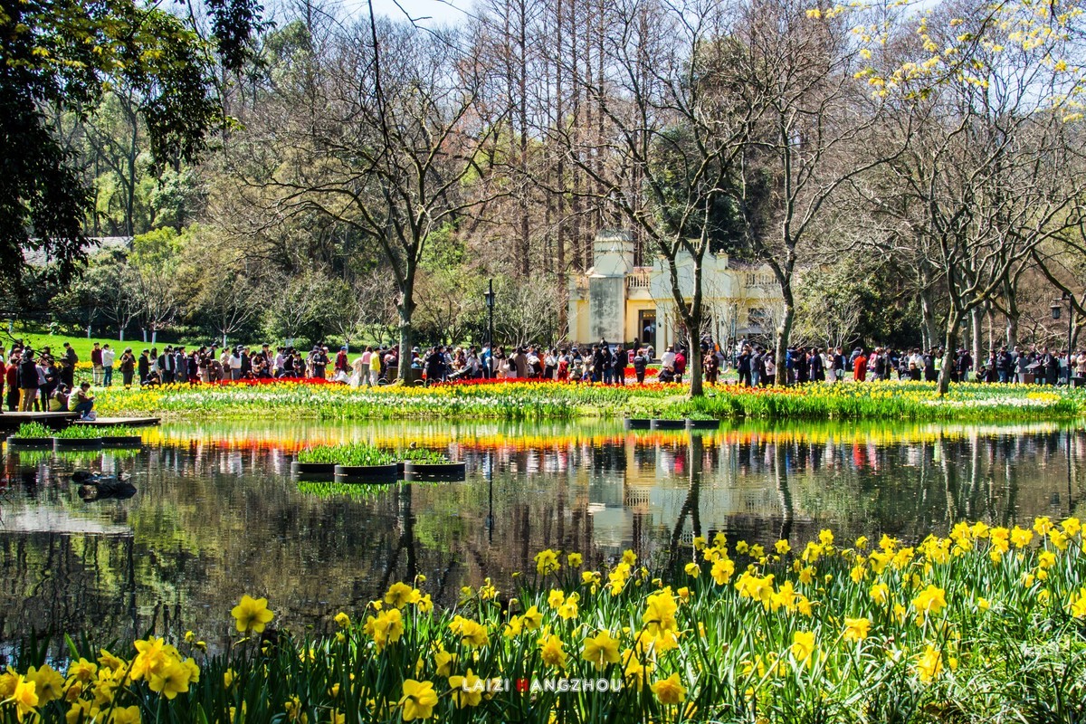 太子湾盛开的郁金香