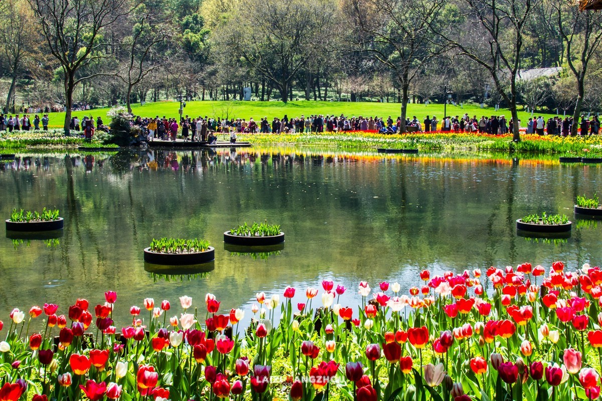 太子湾盛开的郁金香