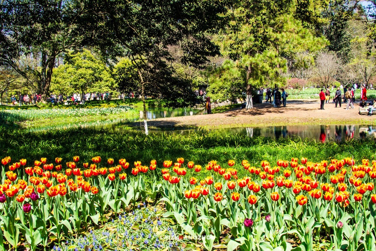 太子湾盛开的郁金香
