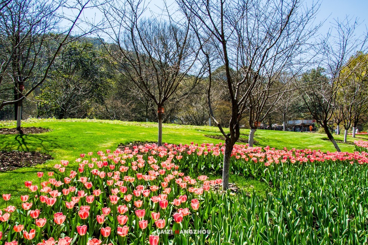 太子湾盛开的郁金香