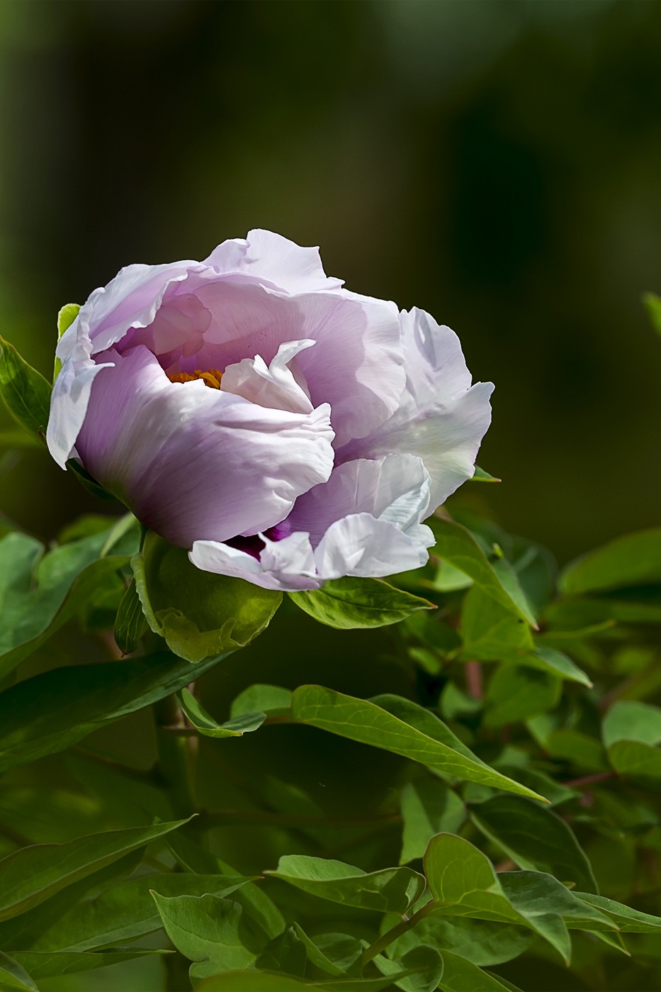 花开富贵-泉城公园1