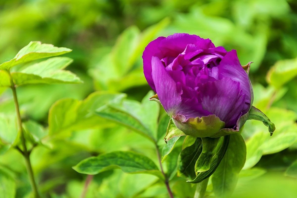 花开富贵-泉城公园1