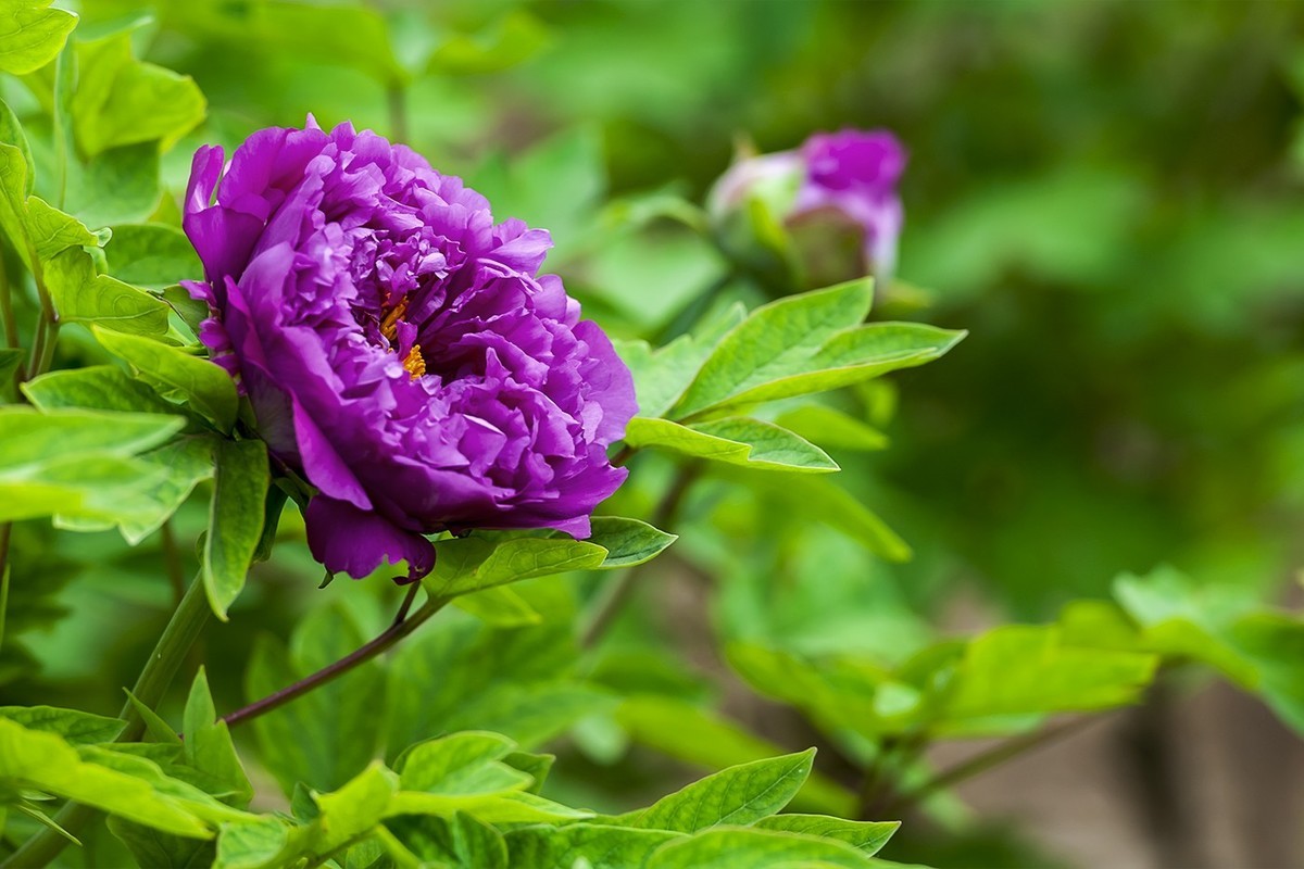 花开富贵-泉城公园1