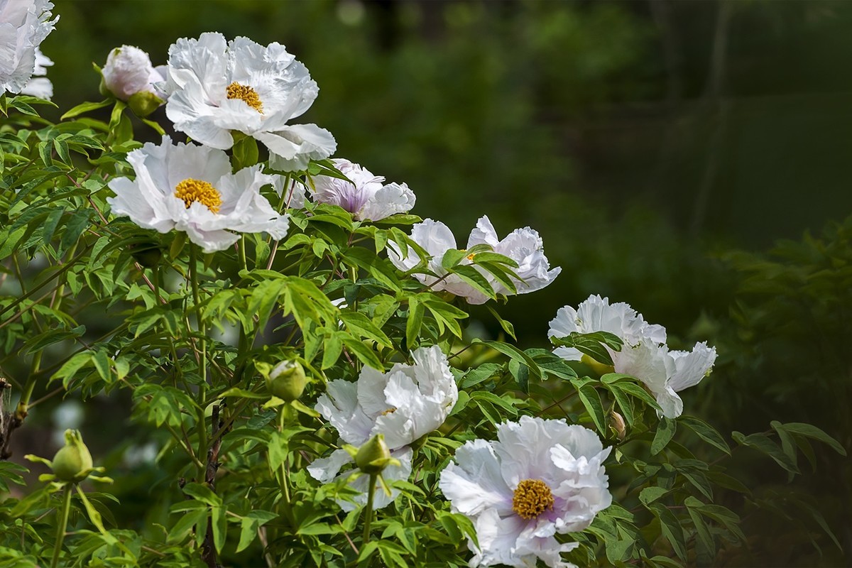 花开富贵-泉城公园1