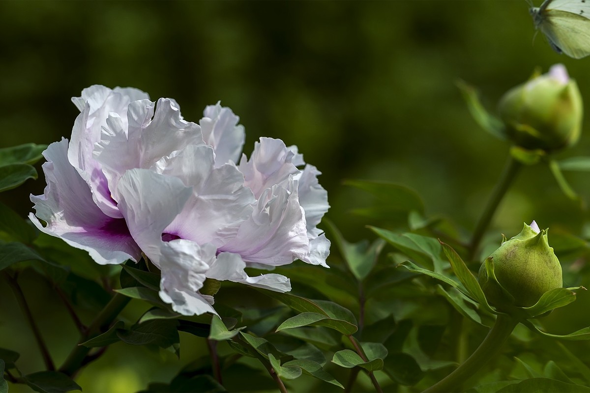 花开富贵-泉城公园1