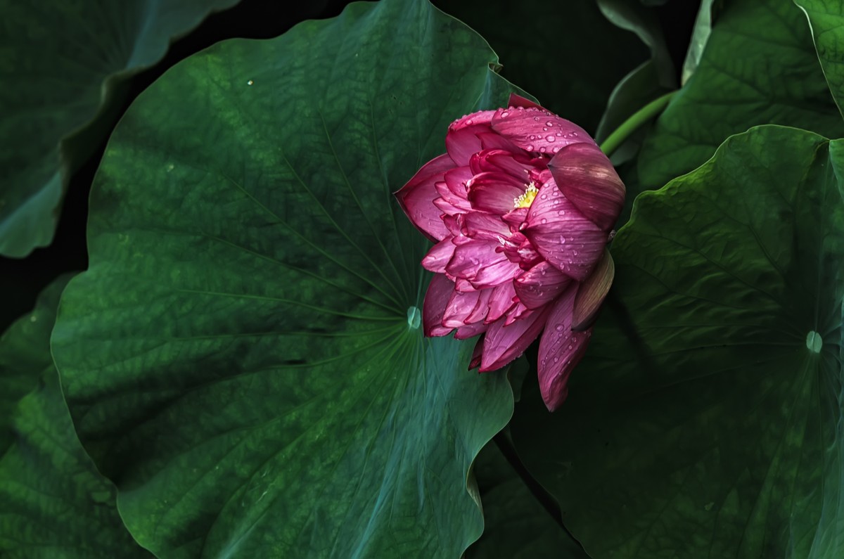 荷     花