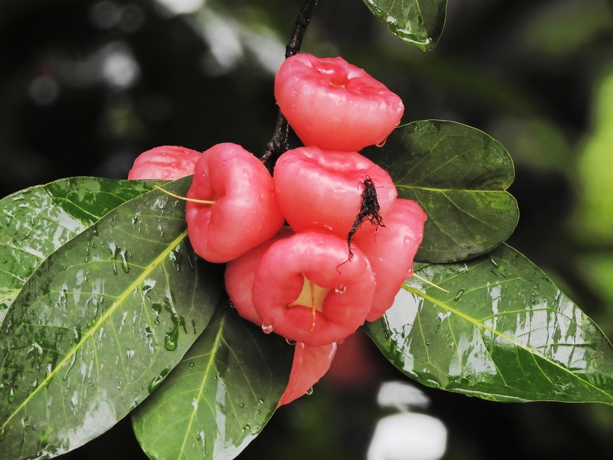 亚艺的莲雾熟了