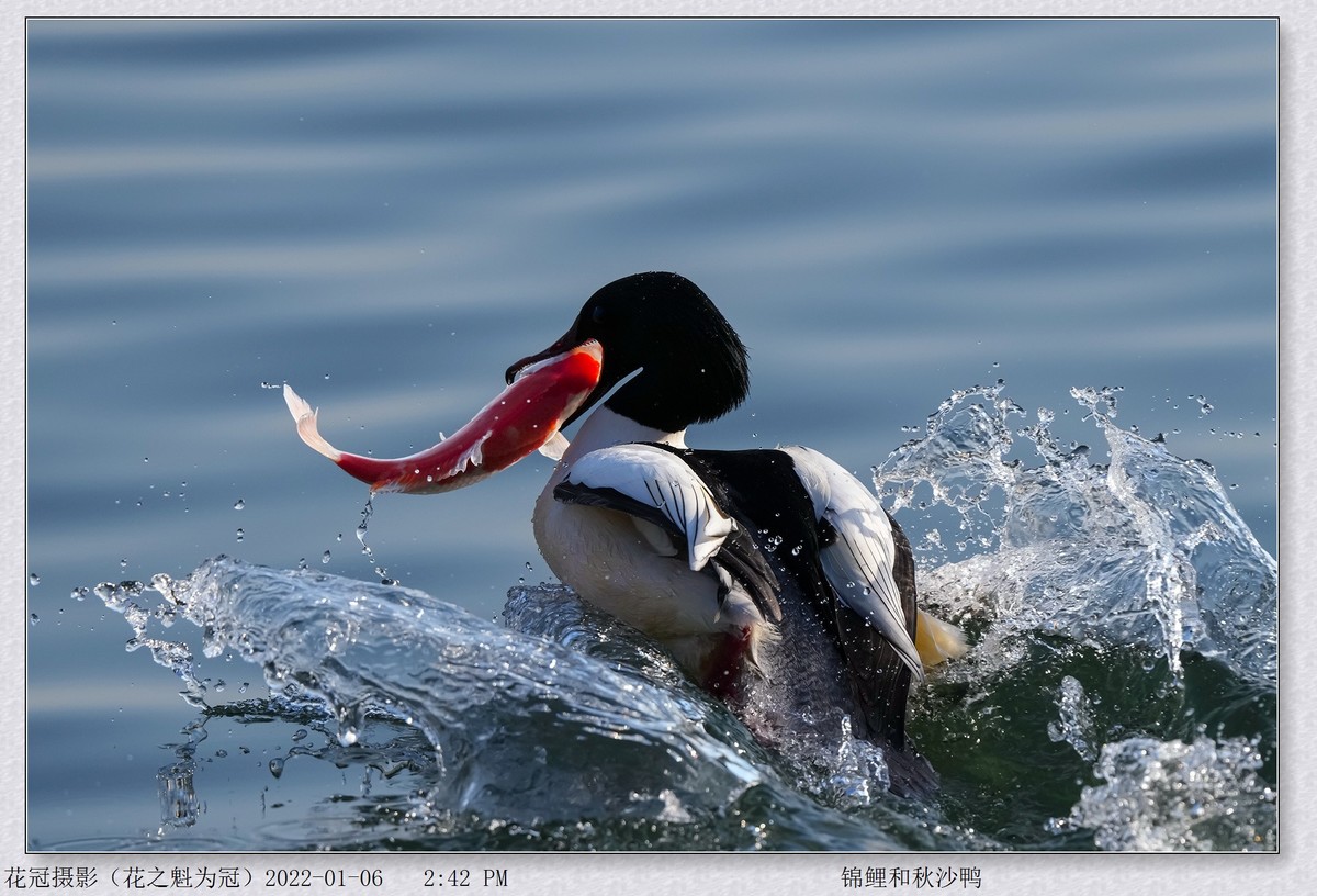 感谢猫猫帮助恢复发帖权，几年来第一次发帖。