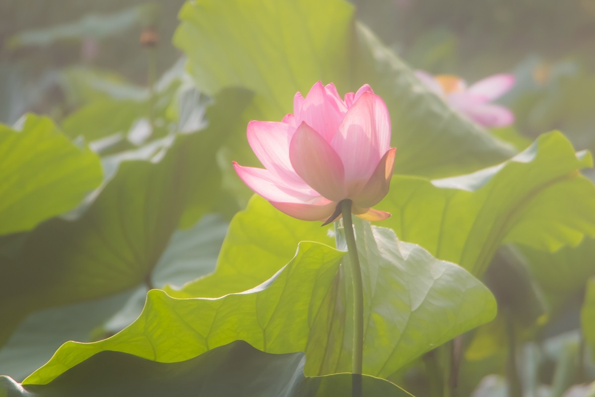 【镜头里】第1332号：荷开半夏别样美（七）