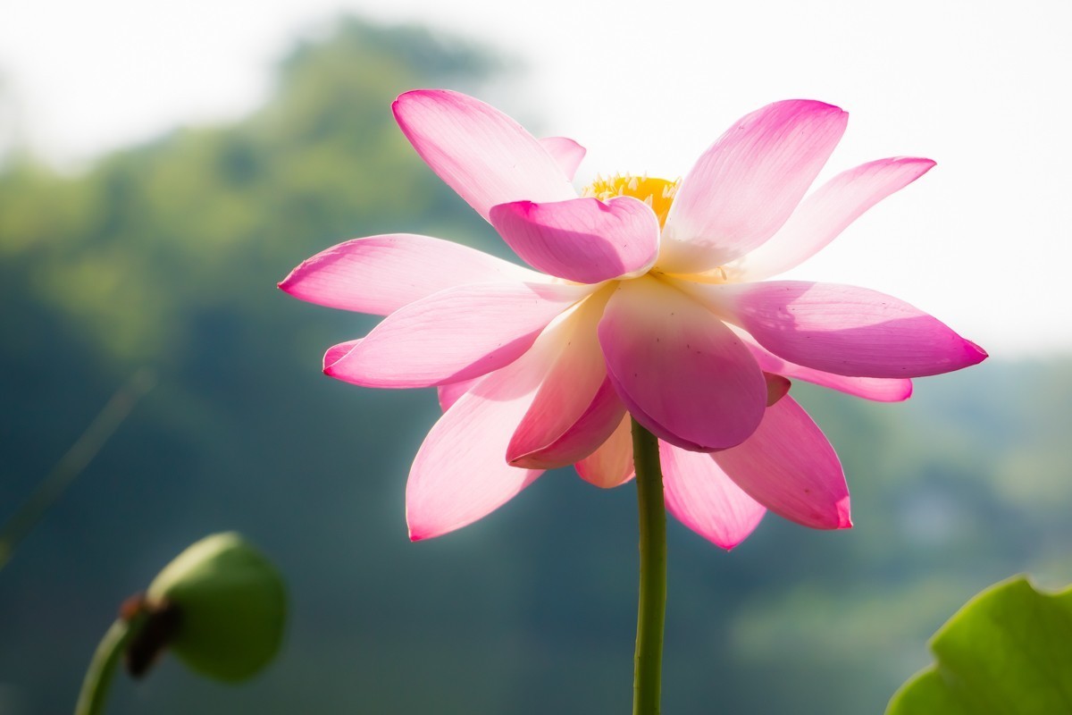 【镜头里】第1332号：荷开半夏别样美（七）