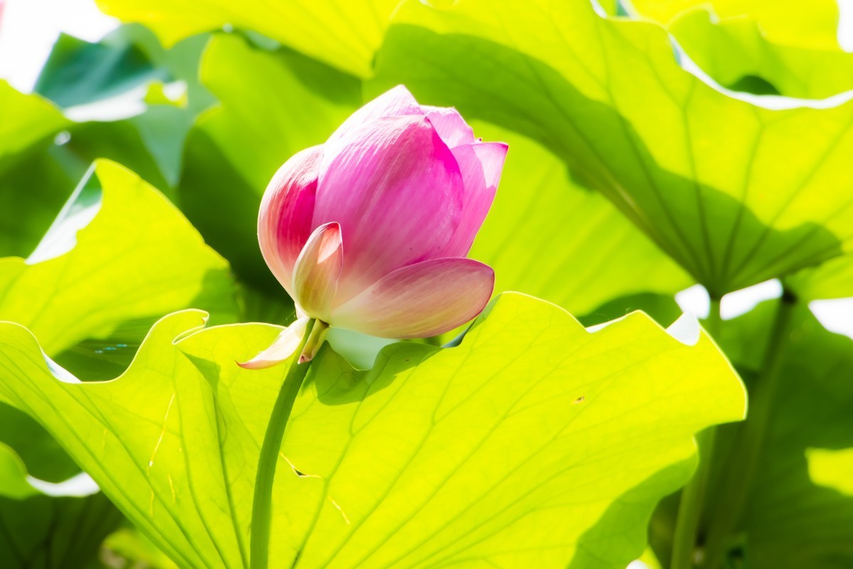 【镜头里】第1332号：荷开半夏别样美（七）