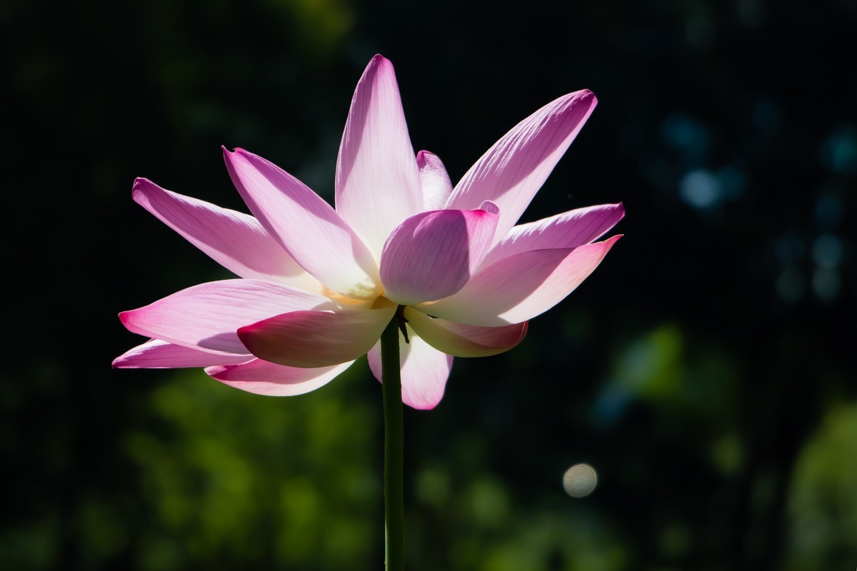 【镜头里】第1332号：荷开半夏别样美（七）