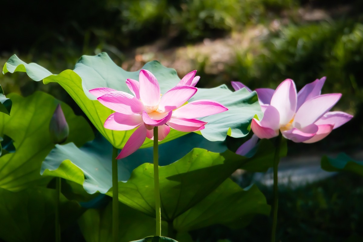 【镜头里】第1332号：荷开半夏别样美（七）