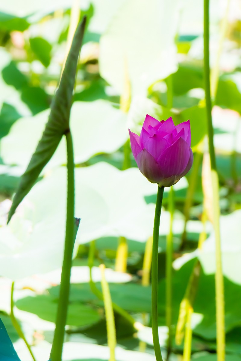 【镜头里】第1332号：荷开半夏别样美（七）