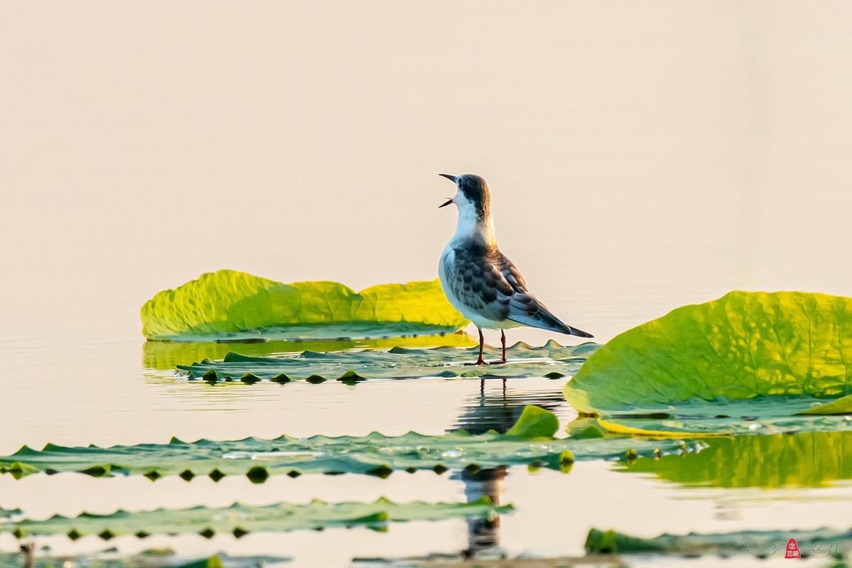 辞新迎旧，跨年特辑
