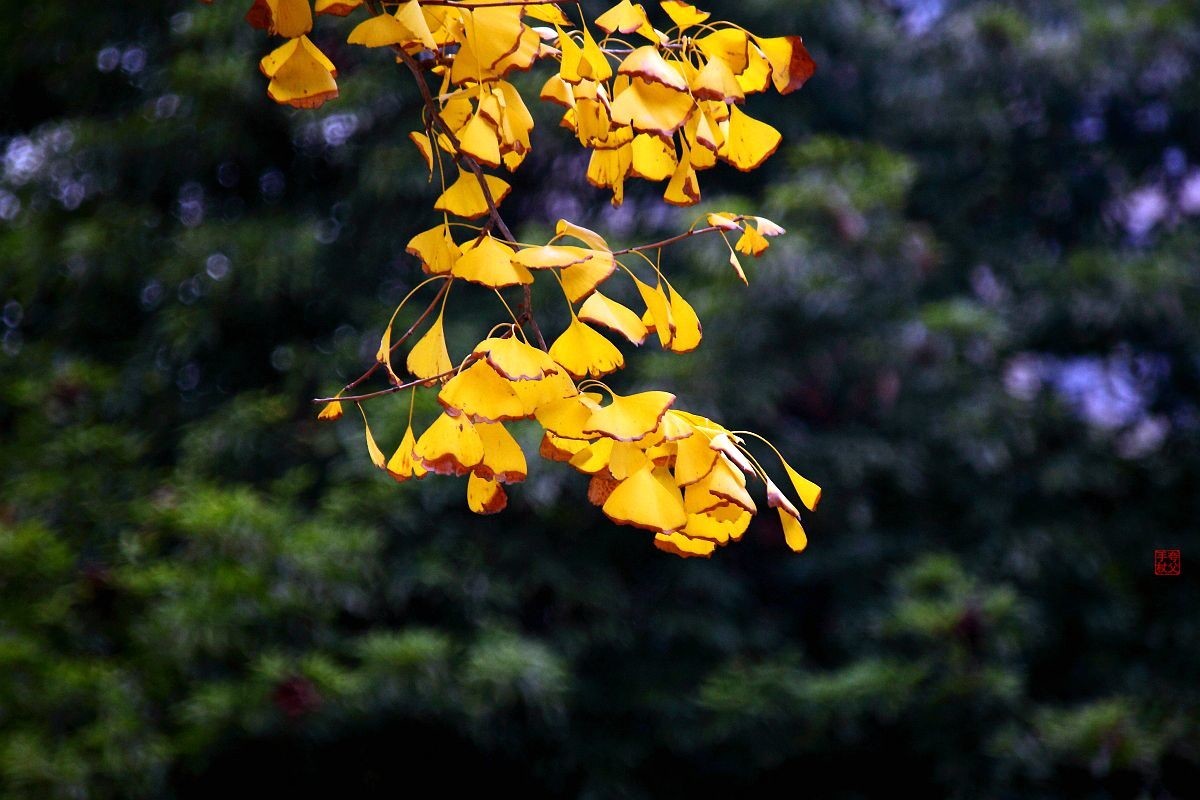 两只嬉戏的流浪猫