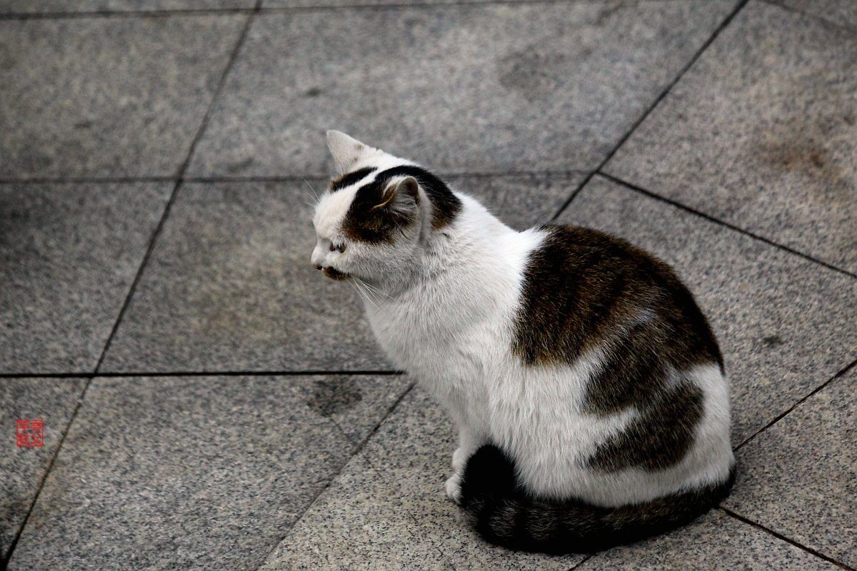 两只嬉戏的流浪猫