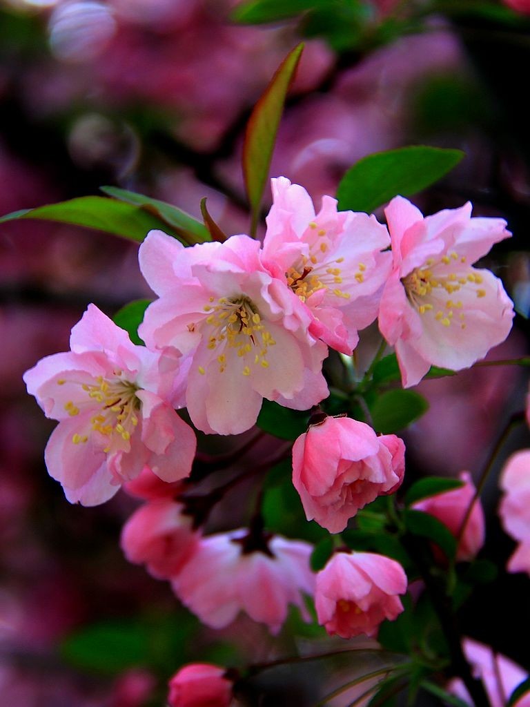 海棠花=7