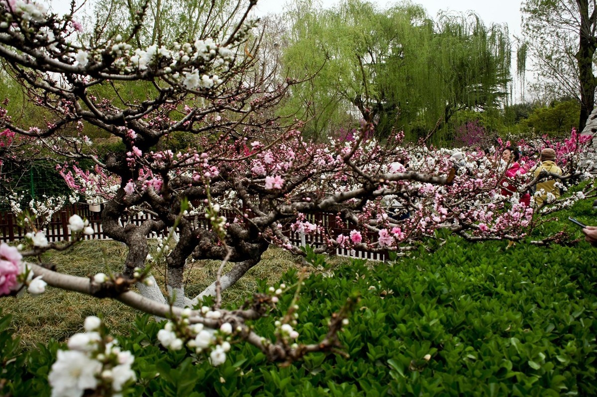 在那桃花盛开的地方（二）