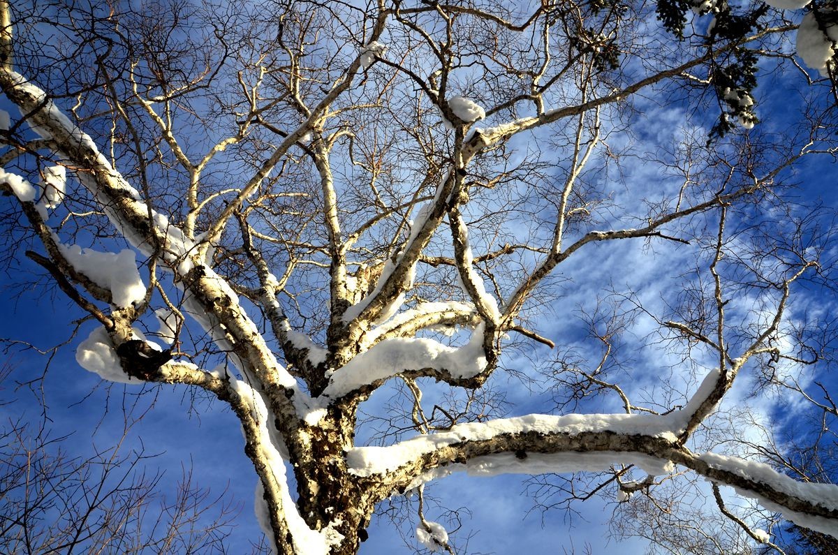 亚布力——二浪河雪乡游拍（6）