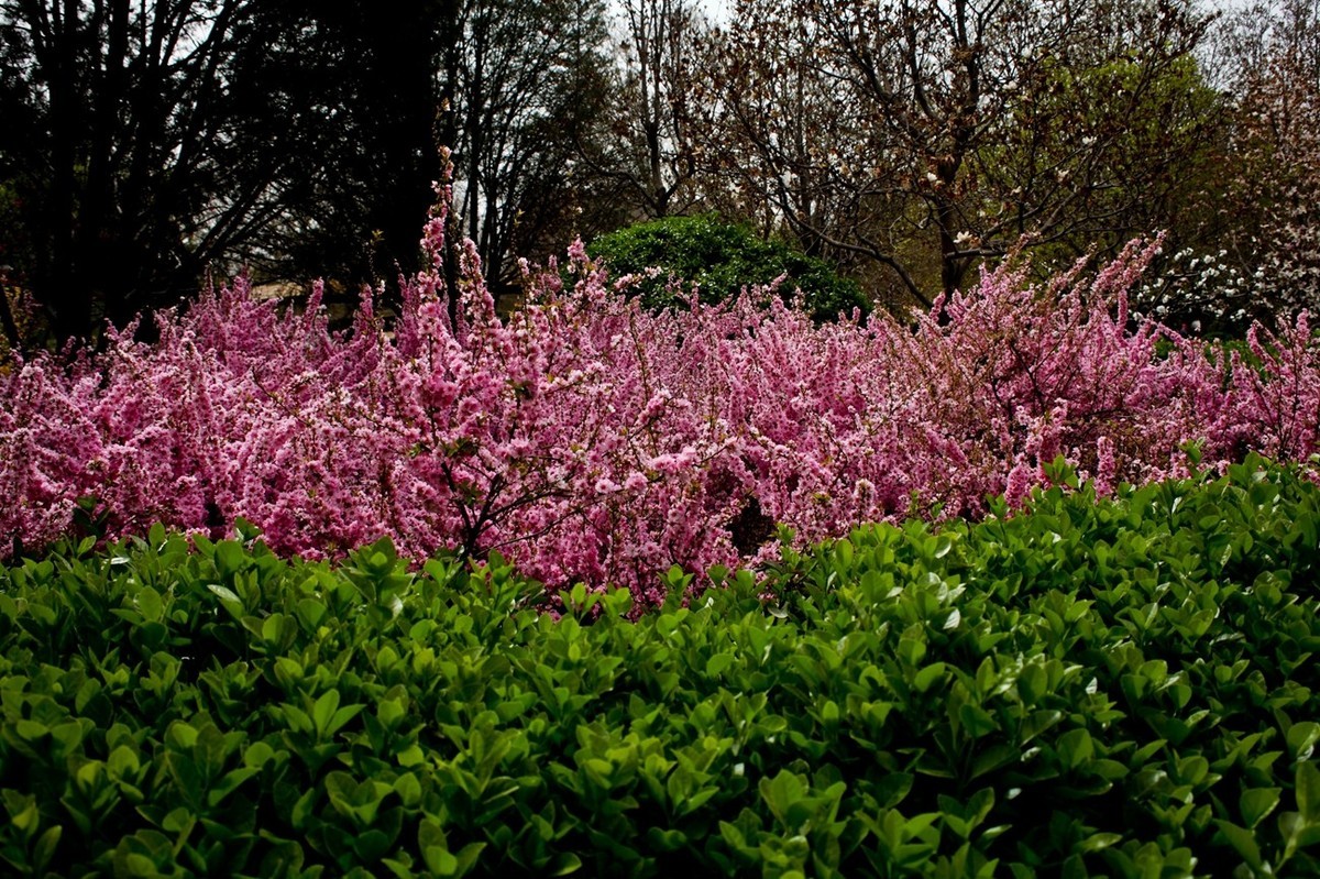 在那桃花盛开的地方（二）