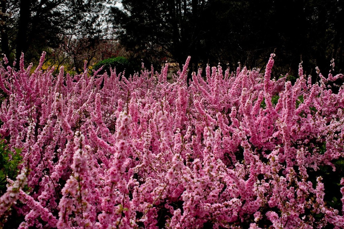 在那桃花盛开的地方（二）