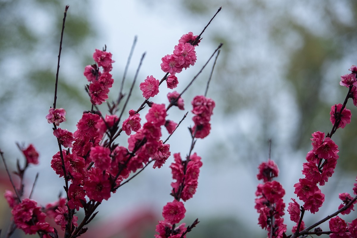 红灿灿，粉艳艳。