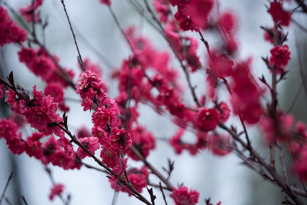 红灿灿，粉艳艳。