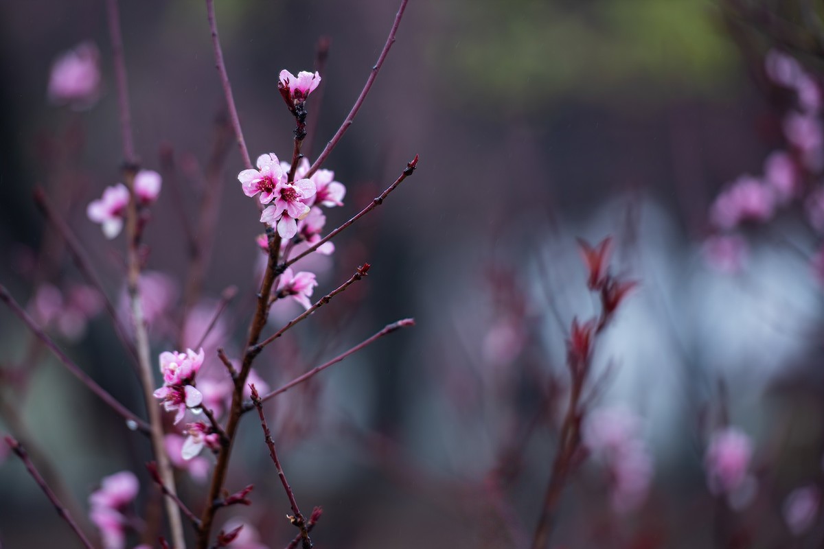 红灿灿，粉艳艳。
