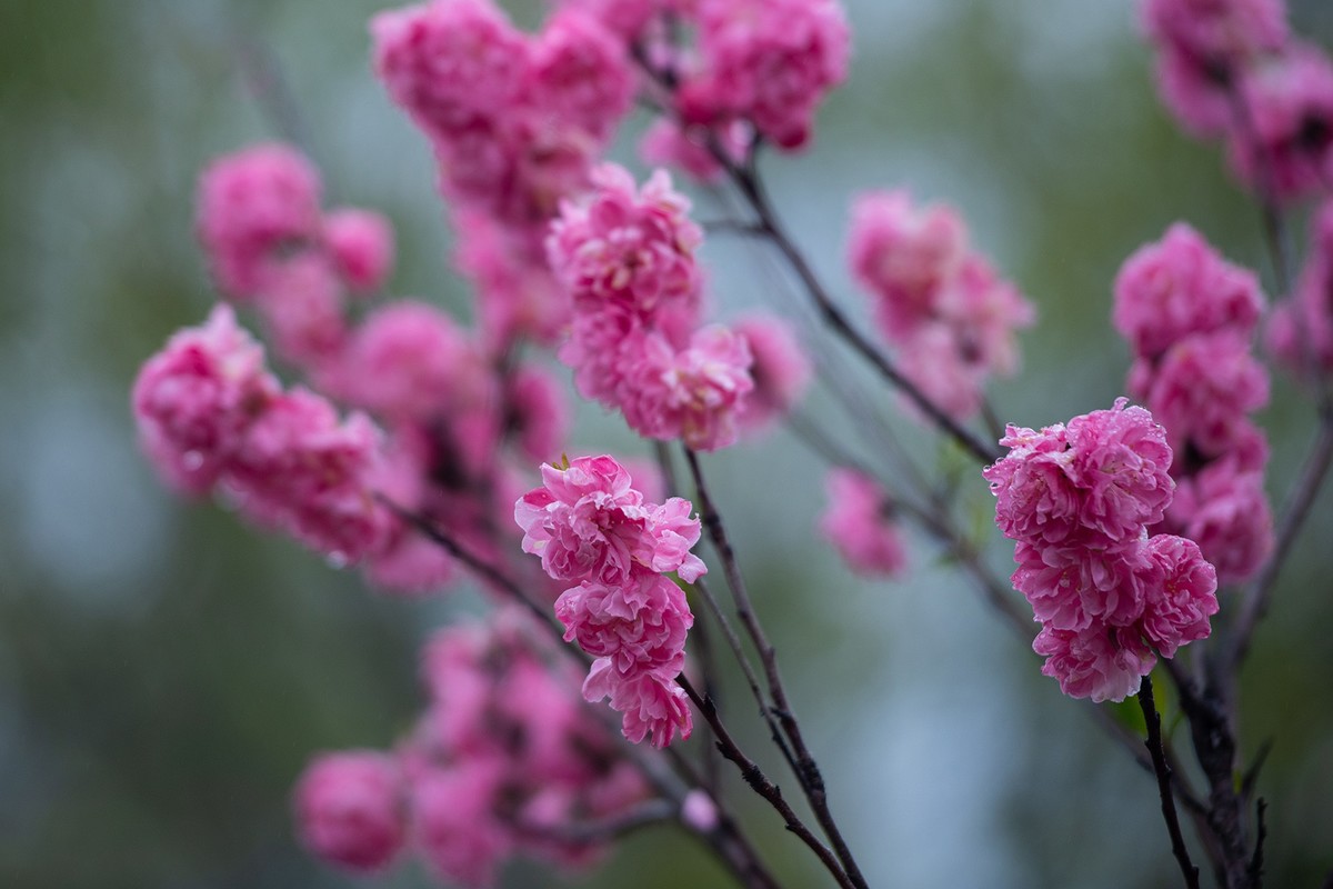 红灿灿，粉艳艳。