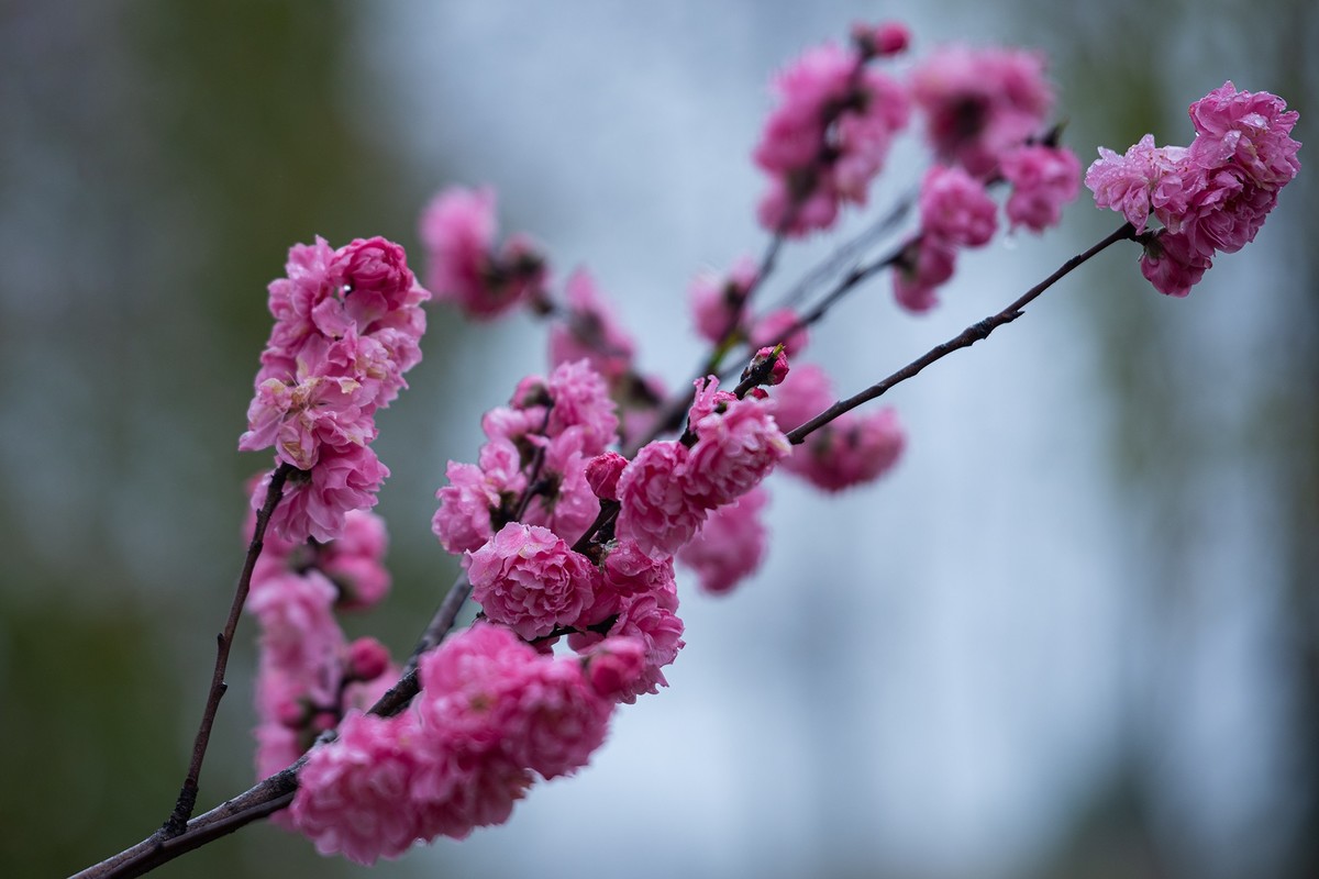 红灿灿，粉艳艳。