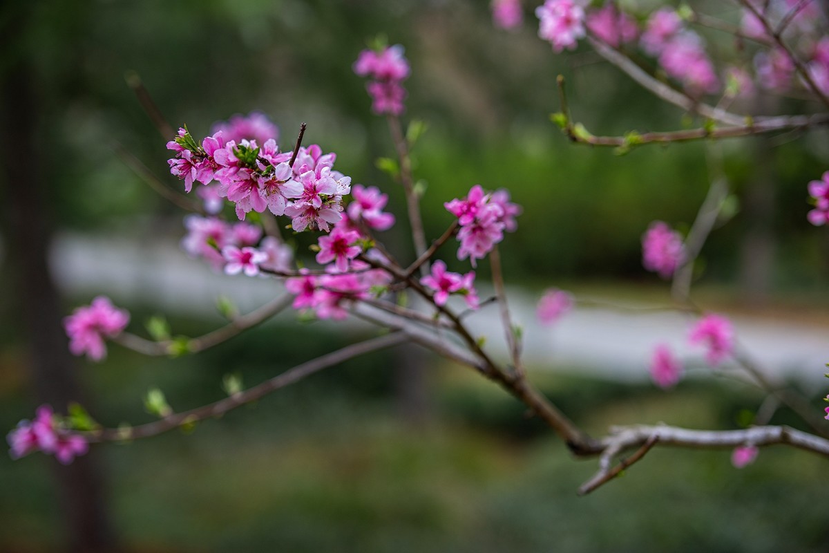 红灿灿，粉艳艳。