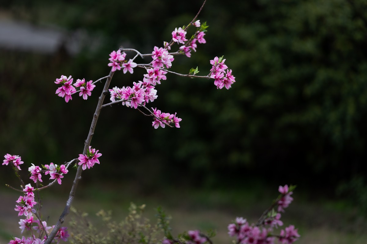 红灿灿，粉艳艳。